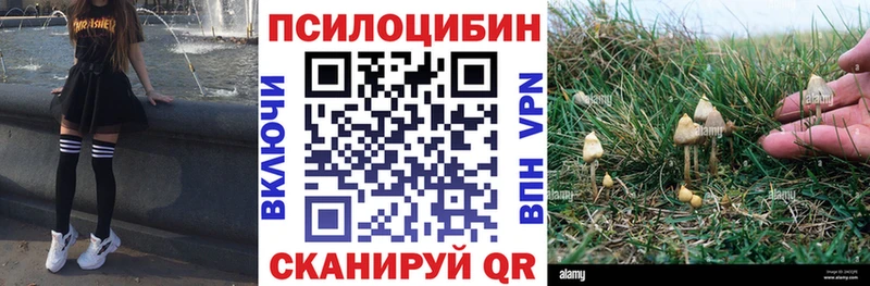 где можно купить   Суровикино  Псилоцибиновые грибы Magic Shrooms 